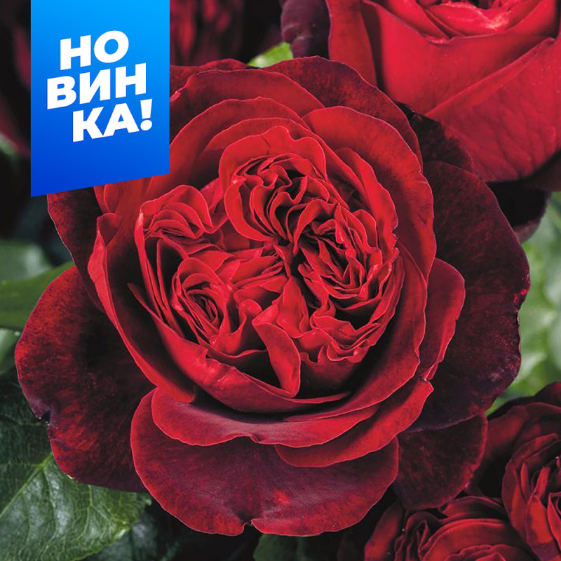 Адмирал/Сем Алт/1шт. в коробке