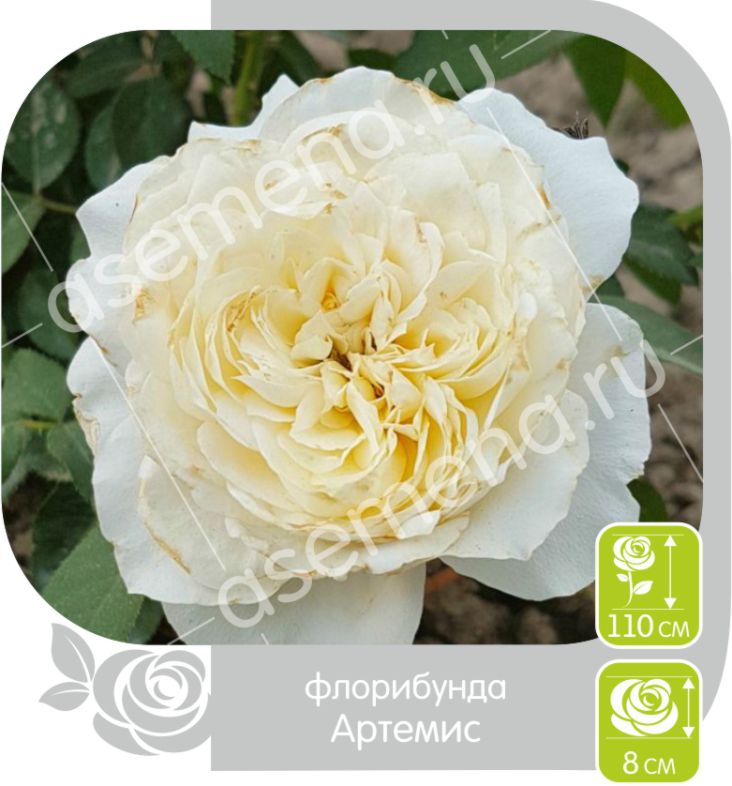 Артемис/Сем Алт/1шт. в коробке