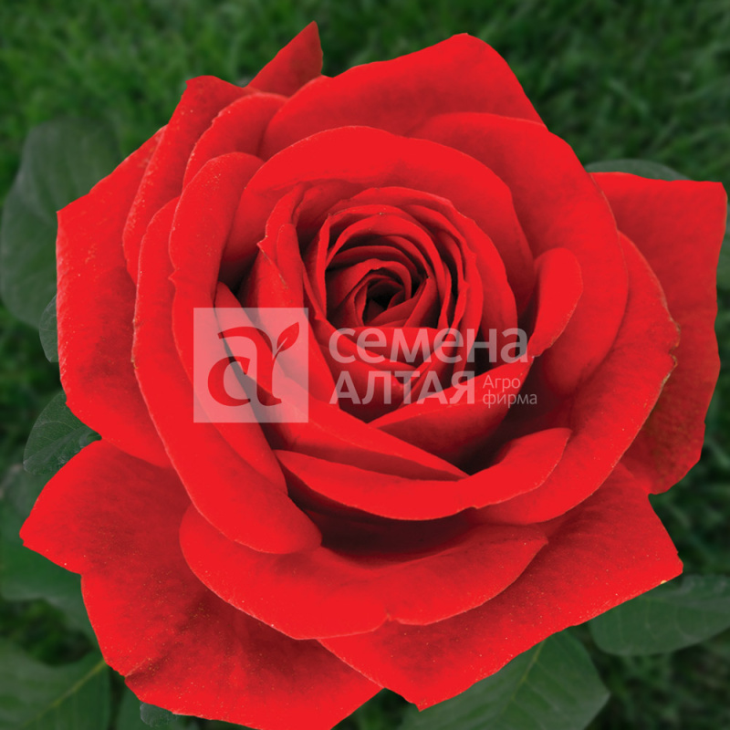 Серенада/Сем Алт/1 шт. в коробке