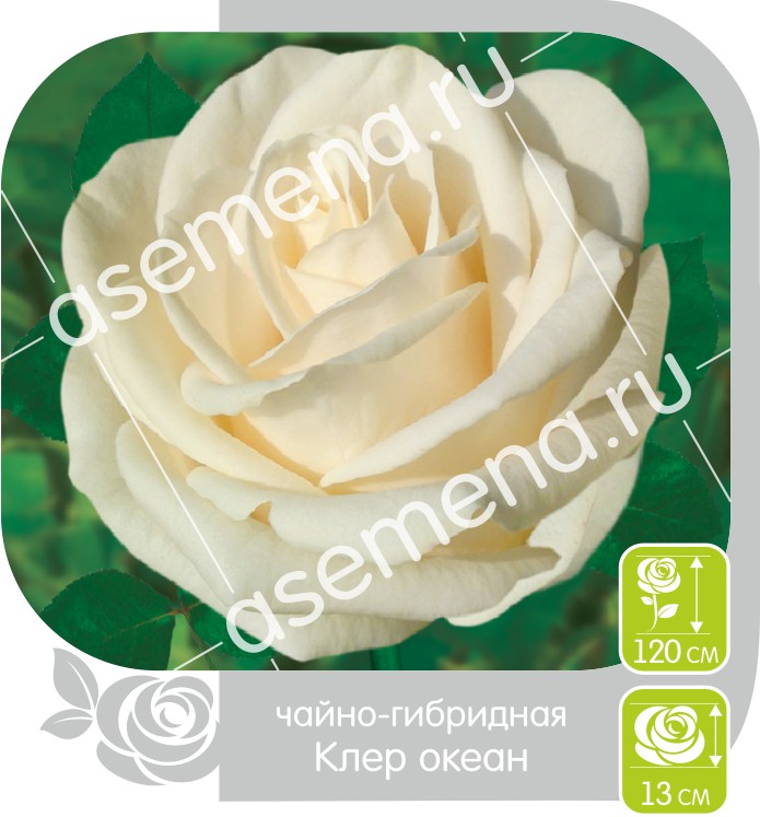 Клер Океан/Сем Алт/1 шт. в коробке