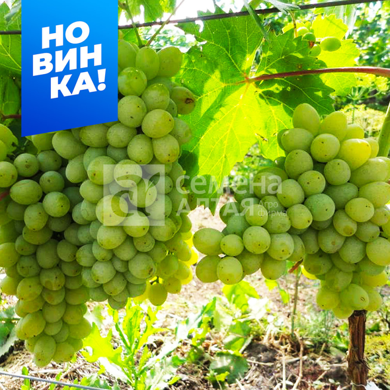 Злато/Сем Алт/1шт. в коробке