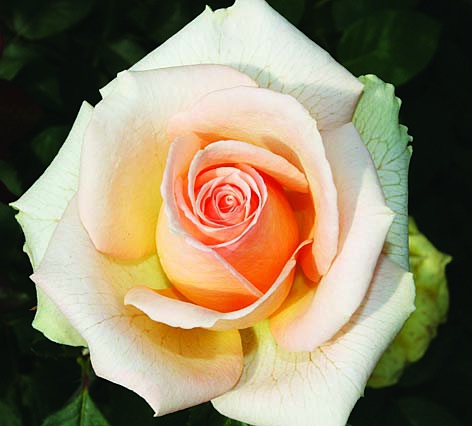 Версилия/Сем Алт/1 шт. в коробке