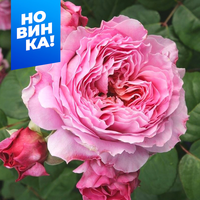 Айсфогель (без шипов)/Сем Алт/1шт. в коробке