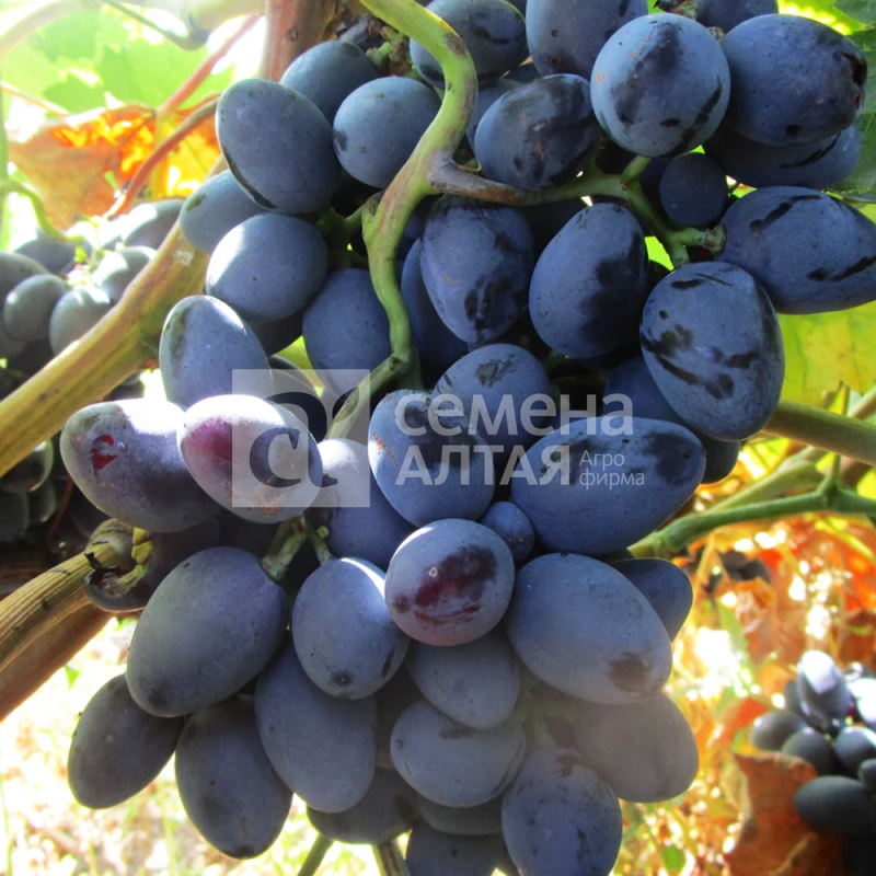 Галия/Сем Алт/1шт. в коробке