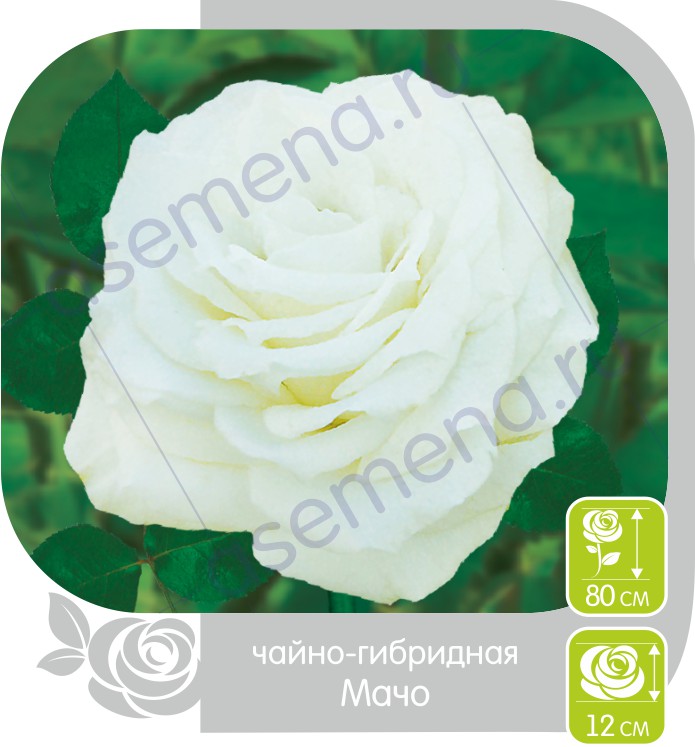 Мачо/Сем Алт/1шт. в коробке