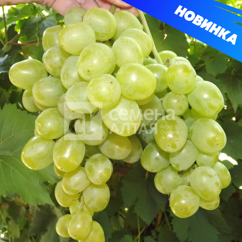 Гарольд/Сем Алт/1шт. в коробке