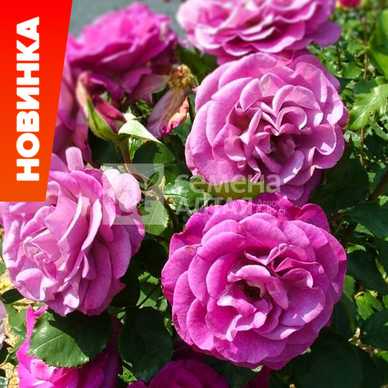 Вайолет парфюм/Сем Алт/1шт. в коробке