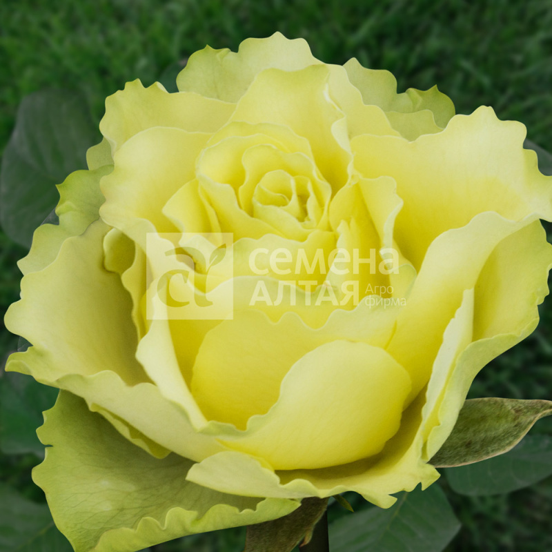 Жаде 2-ой сорт/Сем Алт/1 шт. в коробке