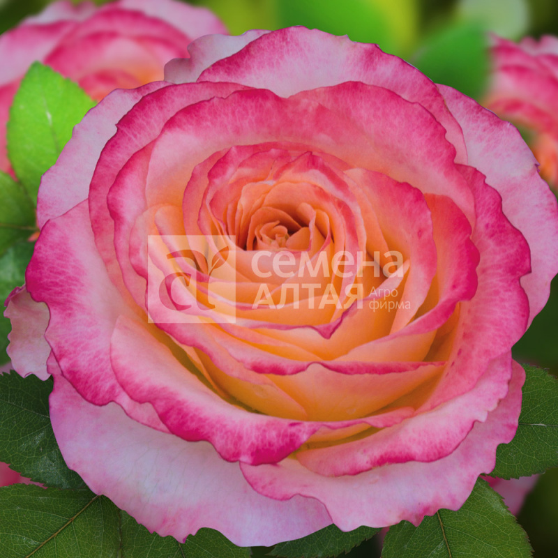 Фруктовый ликер/Сем Алт/1шт. в коробке