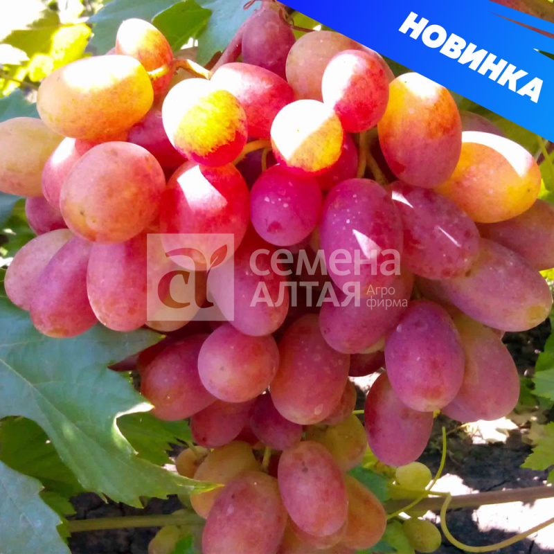 Преображение/Сем Алт/1шт. в коробке