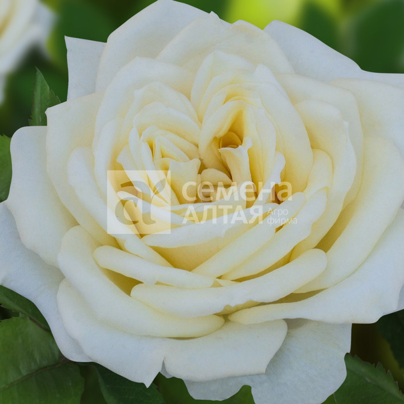 Безе/Сем Алт/1шт. в коробк