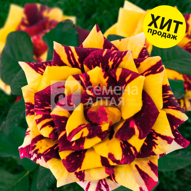 Симсалабим/Сем Алт/1шт. в коробке