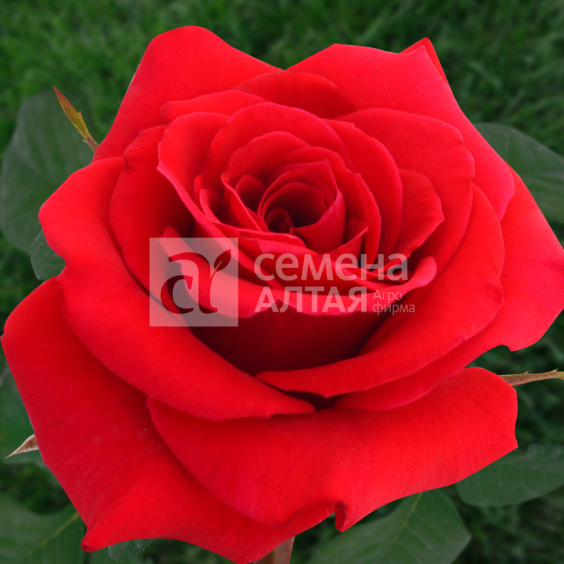 Ред Берлин/Сем Алт/1шт. в коробке