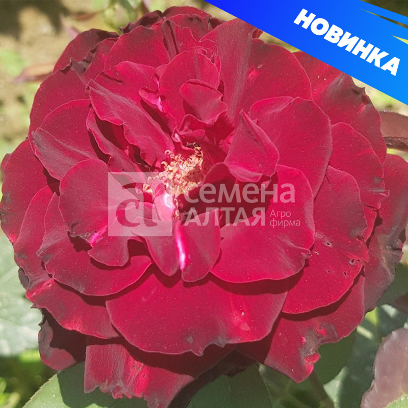 Папа Мейян/Сем Алт/1шт. в коробке