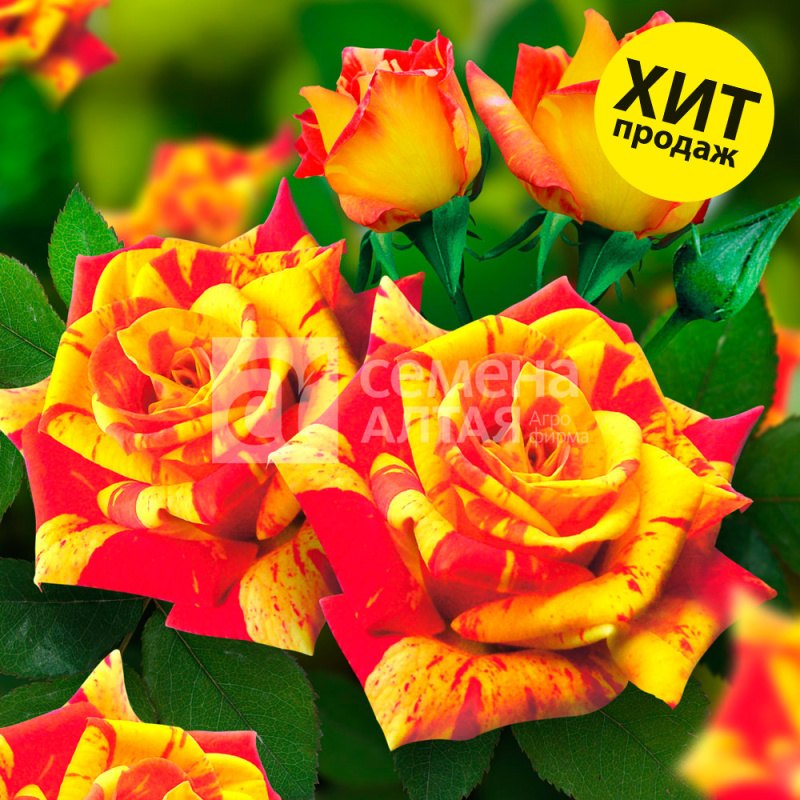 Файр Флеш/Сем Алт/1 шт. в коробке