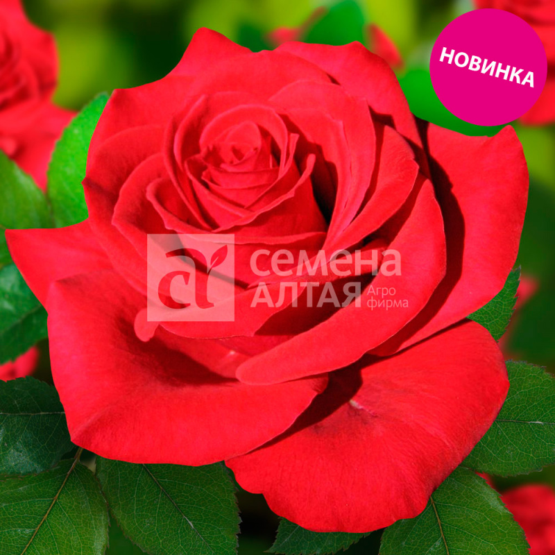 Самурай/Сем Алт/1шт. в коробке