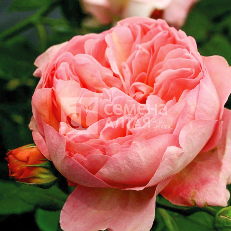 Стефано/Сем Алт/1шт. в коробке