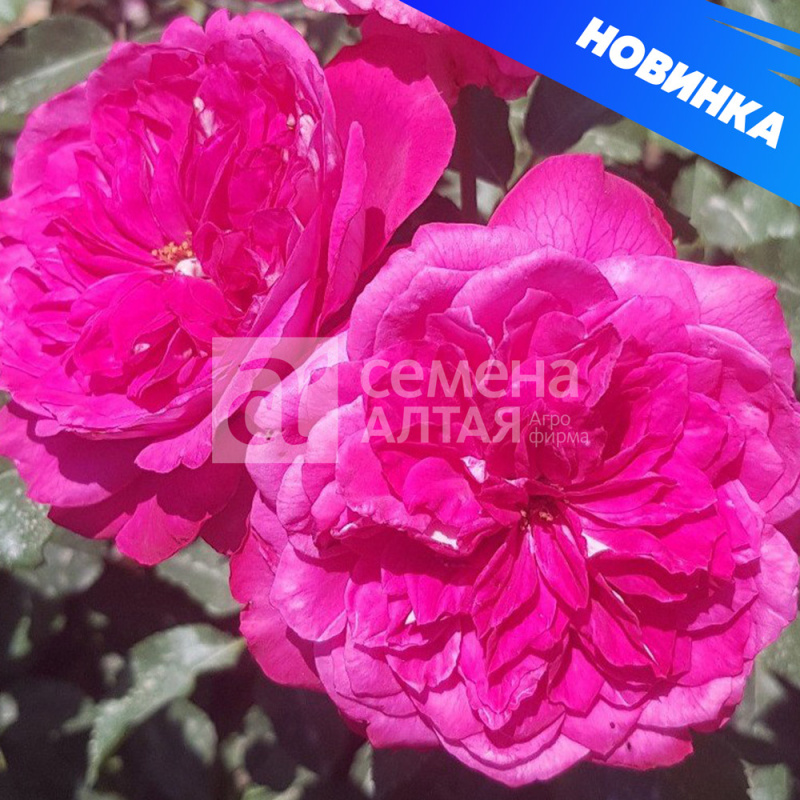 Максим (без шипов)/Сем Алт/1шт. в коробке