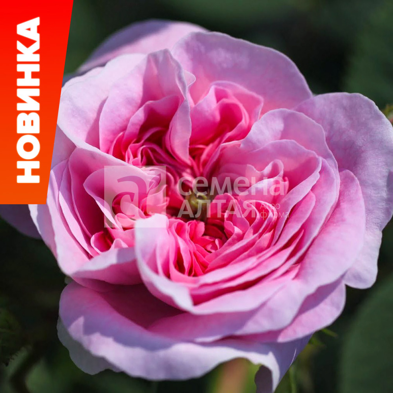 Кёниген фон Денмарк/Сем Алт/1шт. в коробке