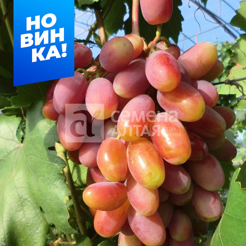 Шахерезада/Сем Алт/1шт. в коробке