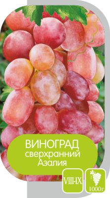 Азалия/Сем Алт/1шт. в коробке