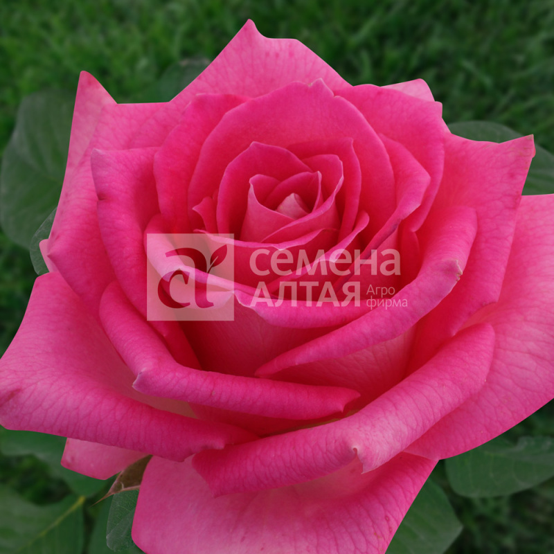 Топаз/Сем Алт/1шт. в коробке