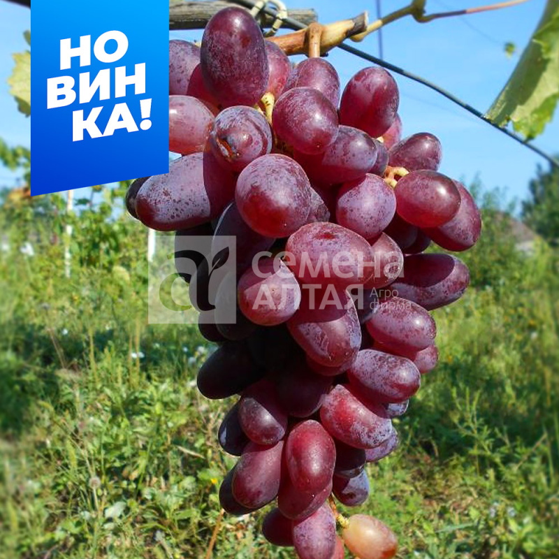 Эталон/Сем Алт/1шт. в коробке