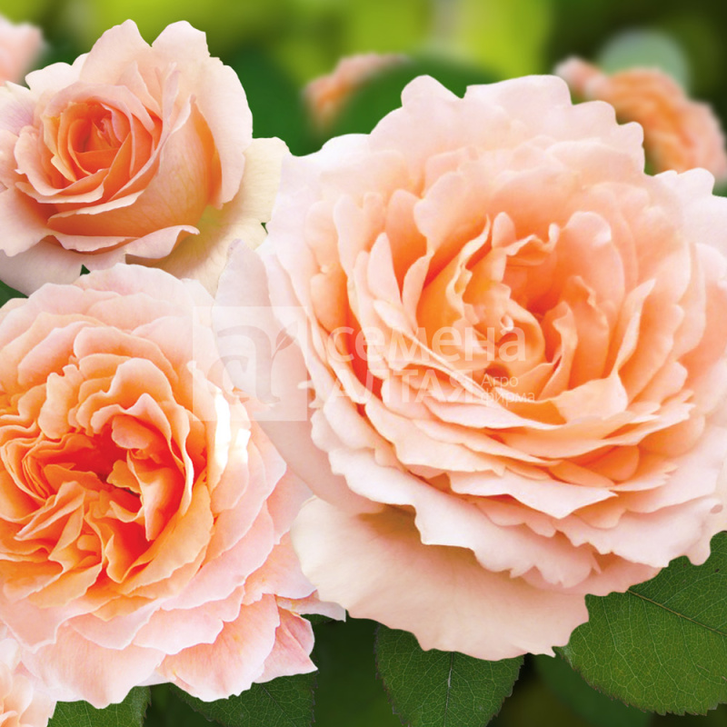 Полька/Сем Алт/1шт. в коробке