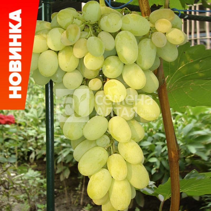 Августин/Сем Алт/1шт. в коробке