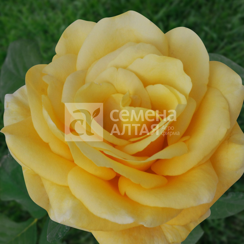 Скайлайн/Сем Алт/1шт. в коробке