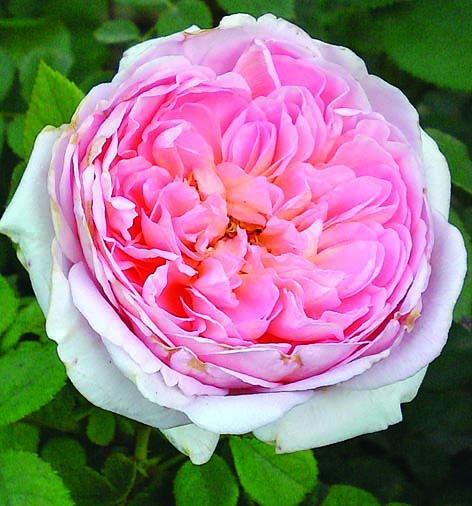 Соня Рикель/Сем Алт/1шт. в коробке