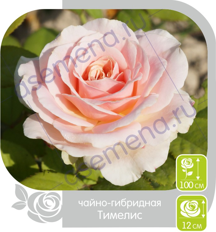 Тимелис/Сем Алт/1шт. в коробке