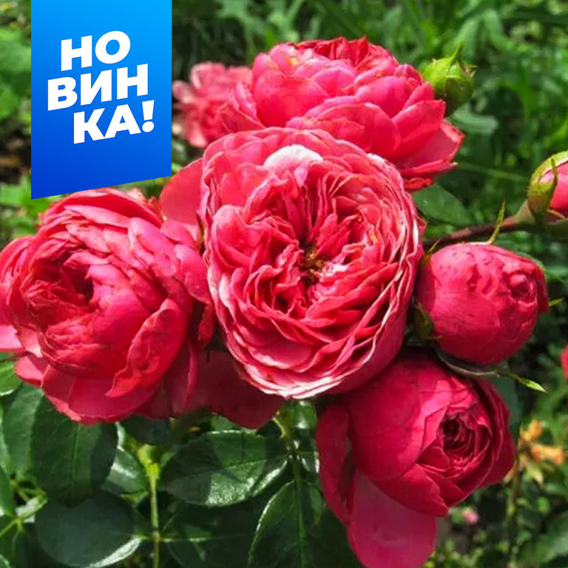 Меджик рококо/Сем Алт/1шт. в коробке