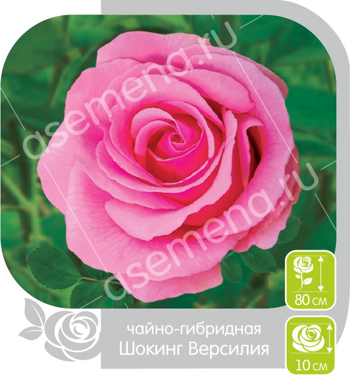 Шокинг Версилия/Сем Алт/1шт. в коробке