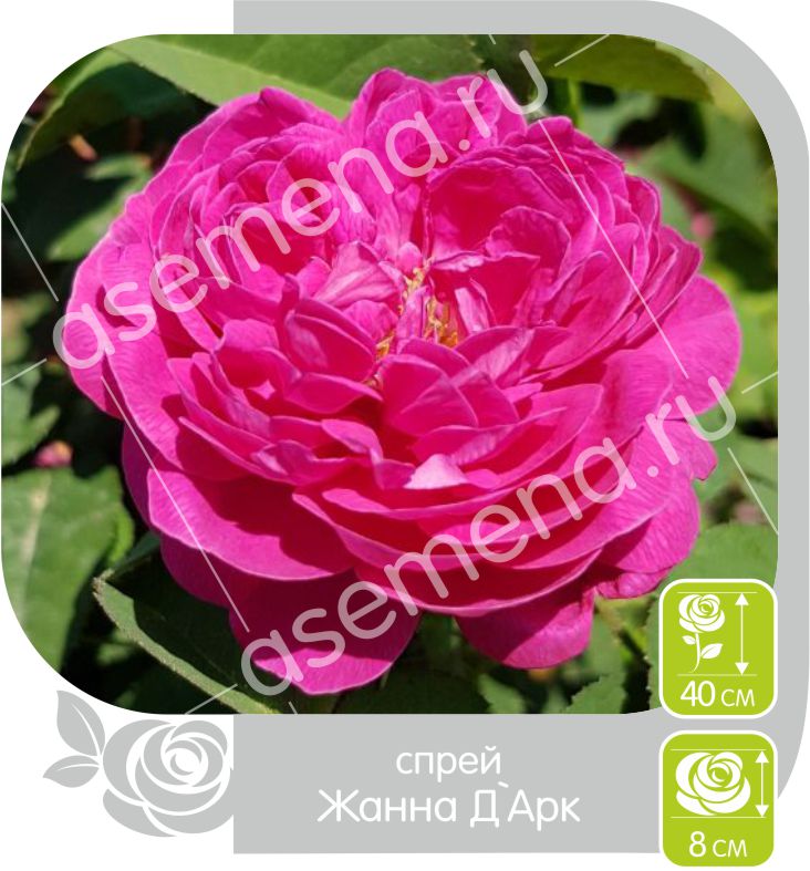 Жанна Д`Арк/Сем Алт/1шт. в коробке