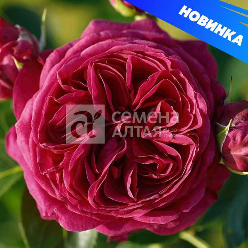 Мариетта/Сем Алт/1шт. в коробке