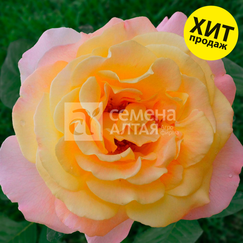 Глория Дей/Сем Алт/1шт. в коробке