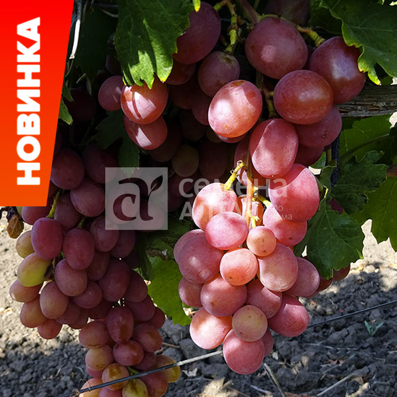 Анюта/Сем Алт/1шт. в коробке