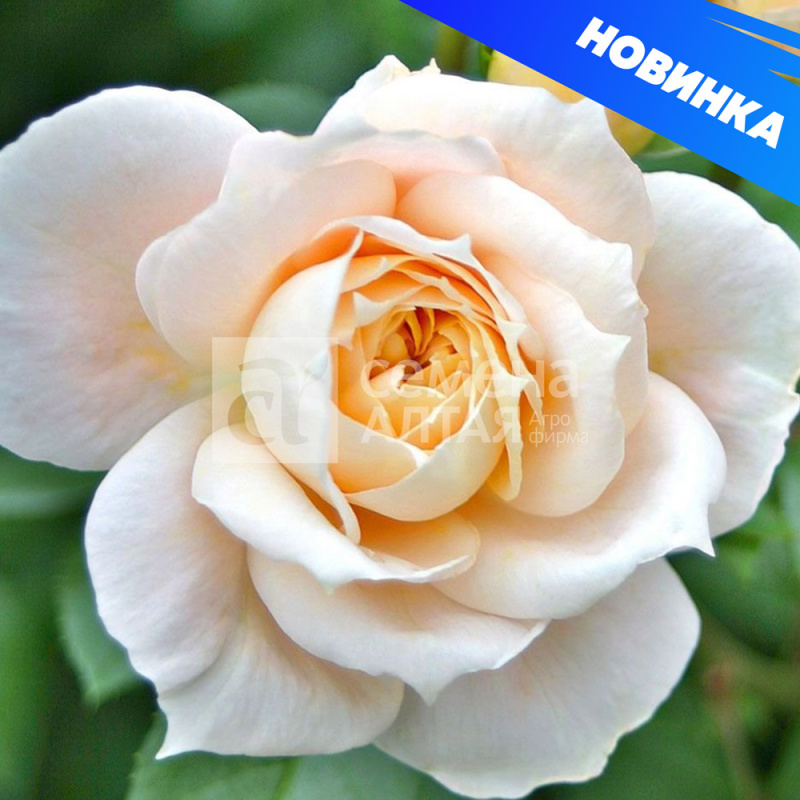 Лионс роуз/Сем Алт/1шт. в коробке