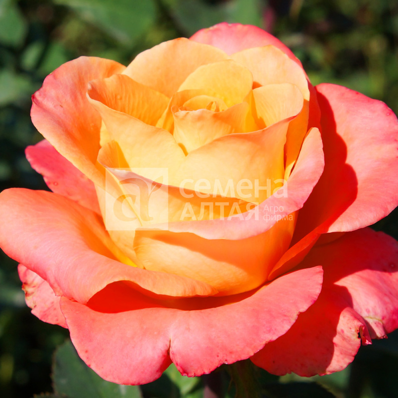 Экзотика/Сем Алт/1шт. в коробке