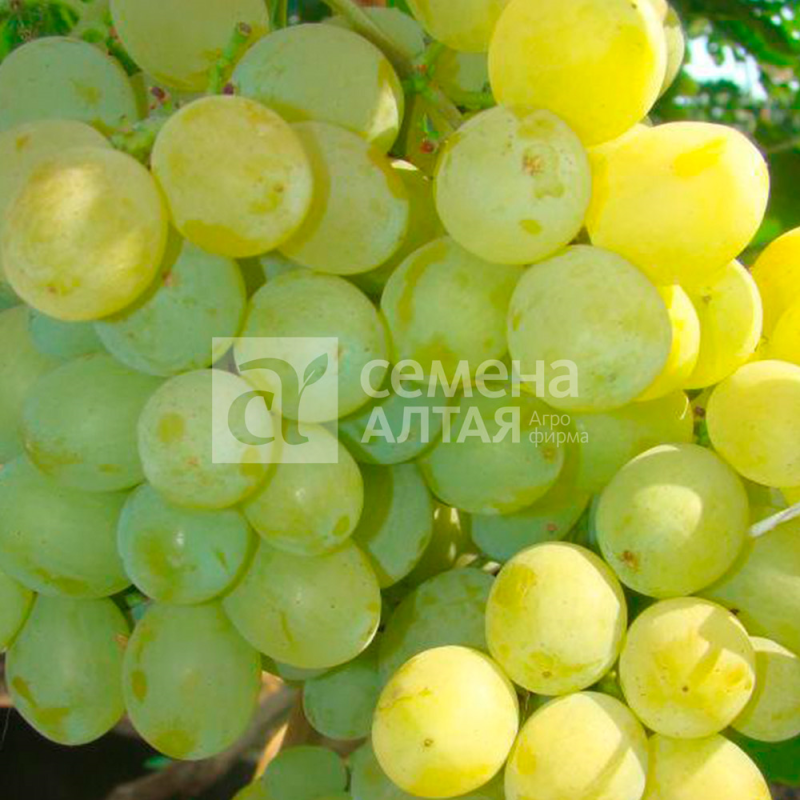 Сенсация/Сем Алт/1шт. в коробке