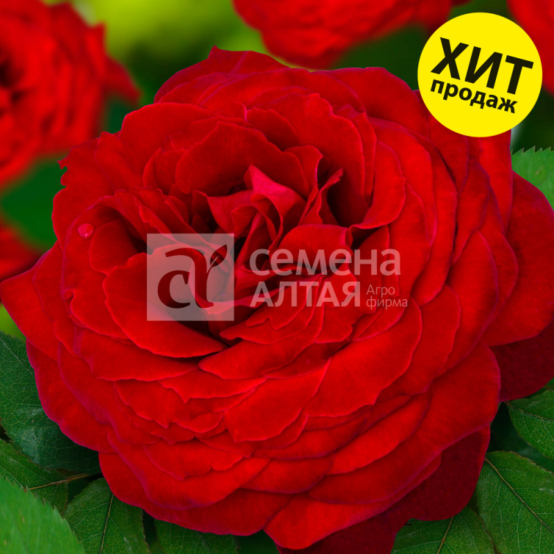 Мадам де Бовуар/Сем Алт/1шт. в коробке