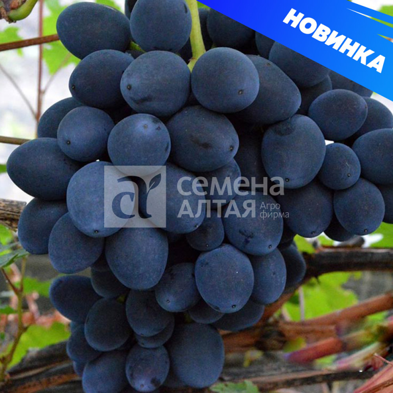 Сфинкс/Сем Алт/1шт. в коробке