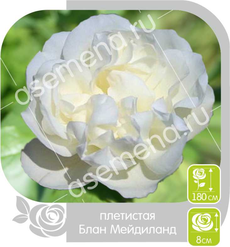 Блан Мейдиланд/Сем Алт/1шт. в коробке