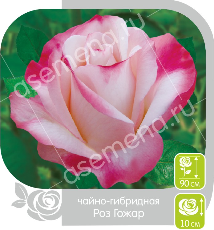 Роз Гожар/Сем Алт/1шт. в коробке