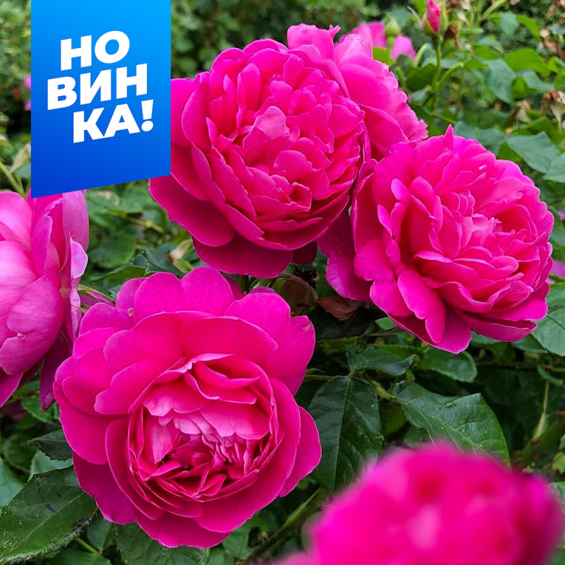 Принцесса Анна/Сем Алт/1шт. в коробке