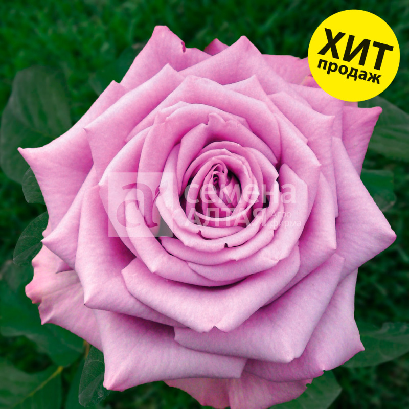 Кул Ватер/Сем Алт/1 шт. в коробке