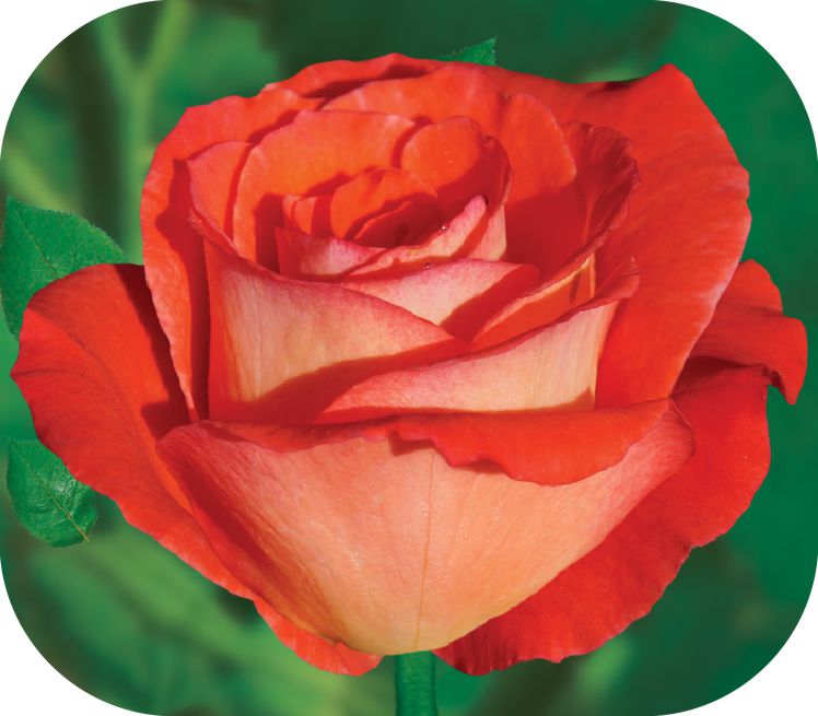 Липстик/Сем Алт/1 шт. в коробке