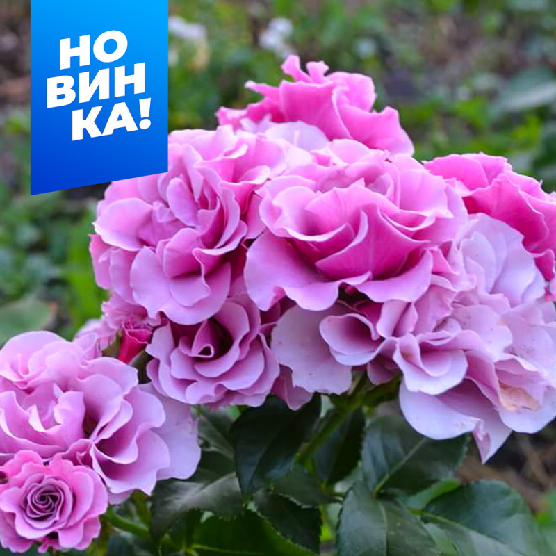 Санта Барбара (без шипов)/Сем Алт/1шт. в коробке