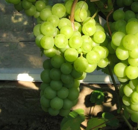 Алма-Атинский Ранний